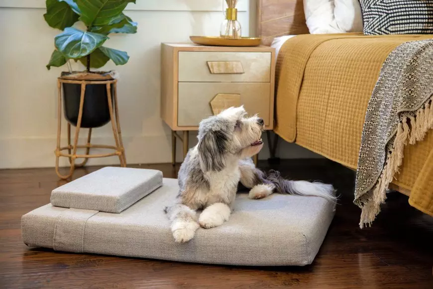 Modern Pet Products That Will Make Your Life Easier and Your Pet Happier