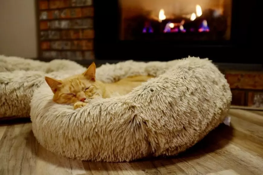 Squishmallow Pet Bed: The Perfect Blend of Comfort and Style