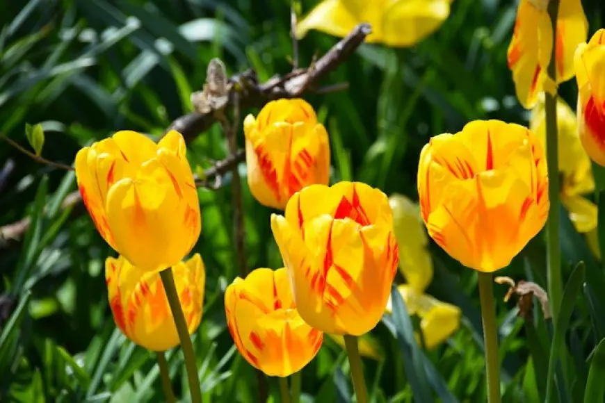 Tulipanes: A Kaleidoscope of Nature's Elegance