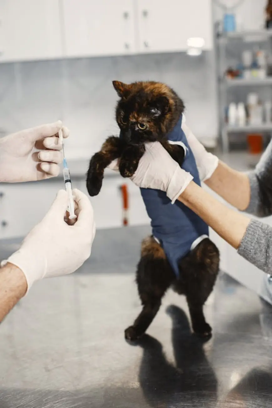 FVRCP Vaccine: Safeguarding Your Feline Friends' Health