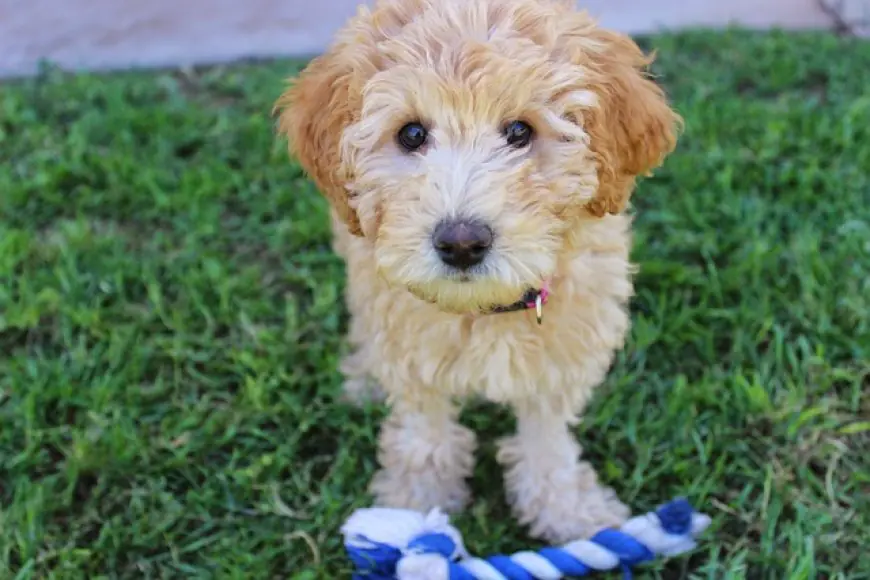 Labradoodle Adoption: A Heartwarming Journey