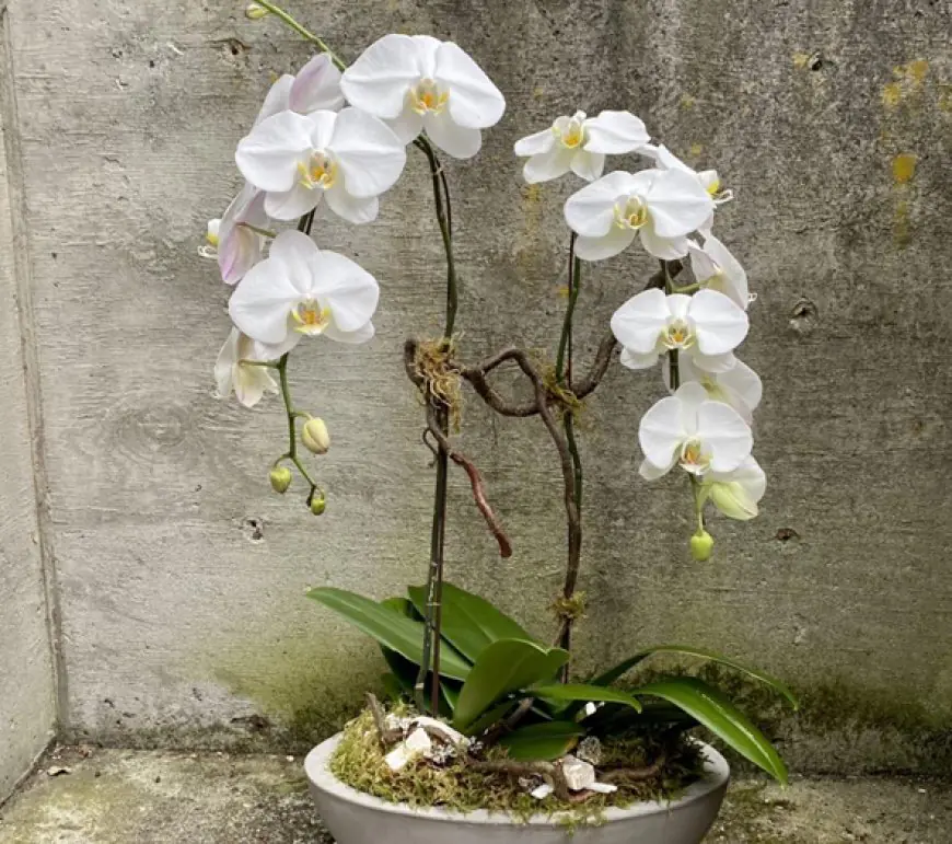 A Comprehensive Guide to Orchids: Unveiling the Secrets of Nature's Exquisite Beauties