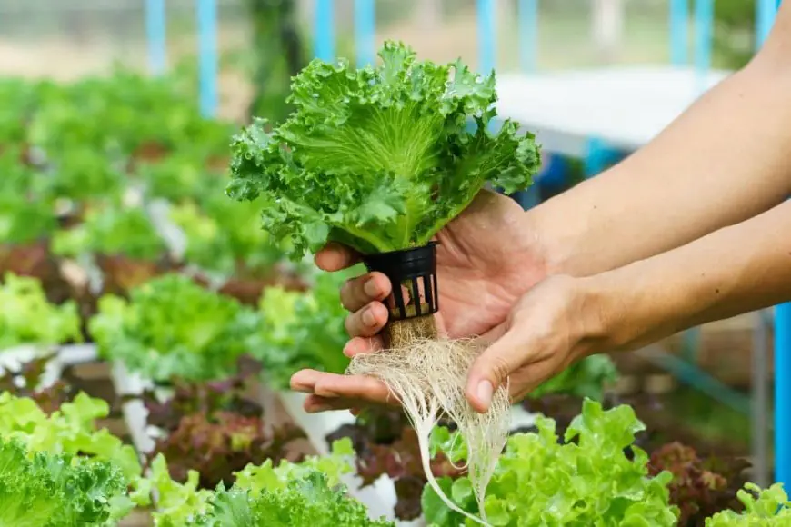 Maintain Your Garden With Hydroponics Liquid Fertilizer: A Grower's Guide