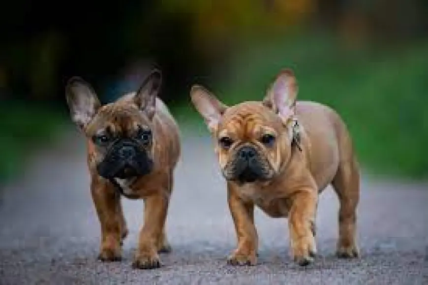 7 Reasons You Need French Bulldog Puppies For Sale