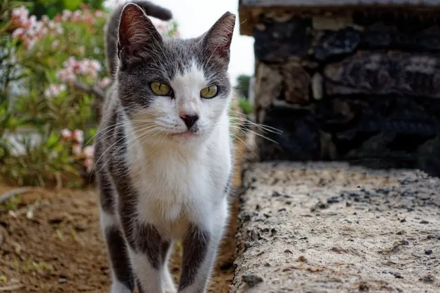 Cats of Spain: Exploring the Feline Wonders of the Iberian Peninsula