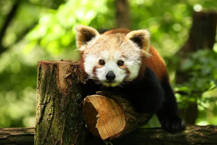 "Please Call Me Red Panda: Exploring the Enigmatic Charm of These Adorable Creatures"