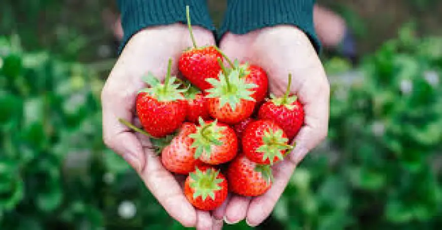 Strawberry Picking Near Me: A Comprehensive Guide