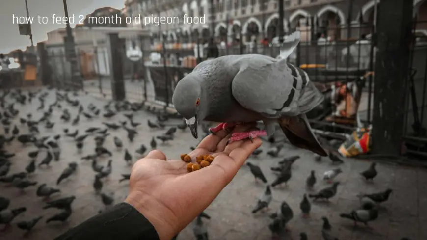 How to Feed a 2-Month-Old Pigeon: A Practical Guide